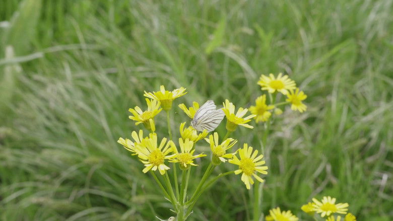кадр из фильма Маленький лес. Зима, весна