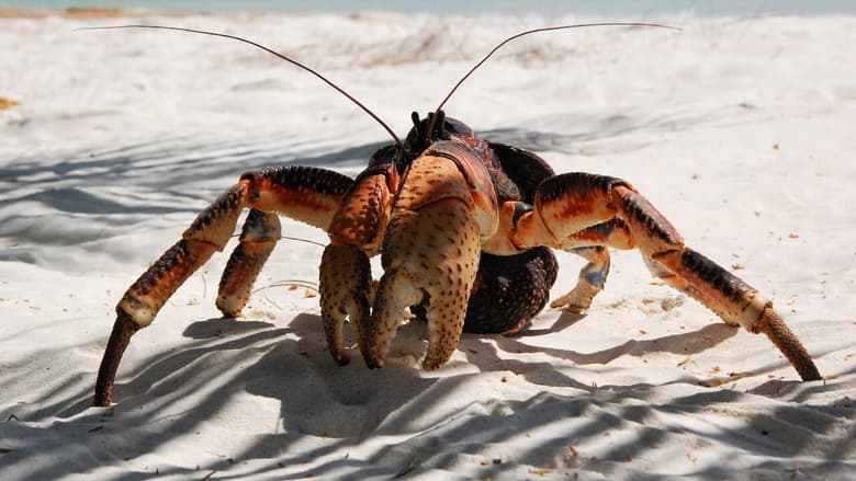 кадр из фильма Альдабра. Путешествие к таинственному острову