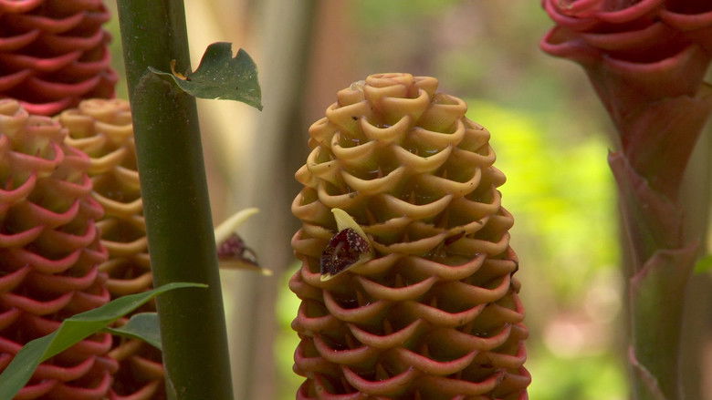 кадр из фильма HDTV Lounge