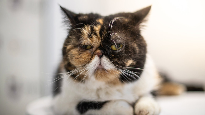 кадр из фильма Empire félin