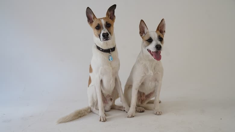 кадр из фильма Гампи. Собачья жизнь