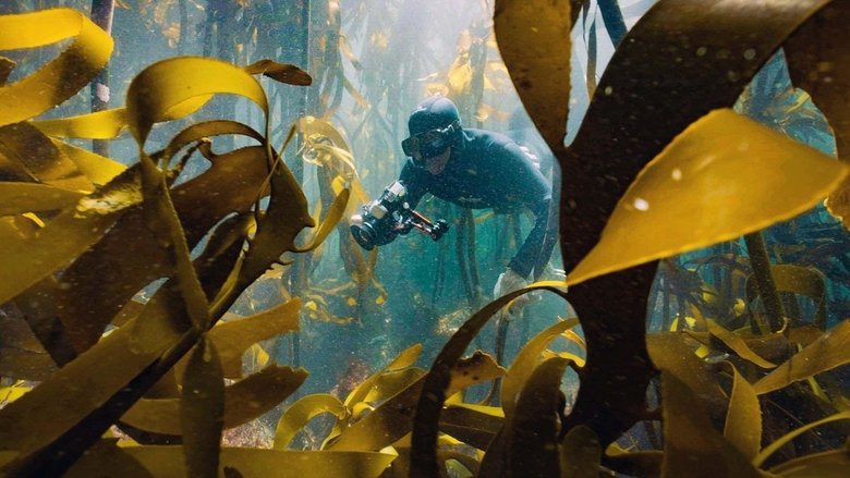 кадр из фильма Der Kelpwald - Südafrikas geheimnisvolle Unterwasserwelt