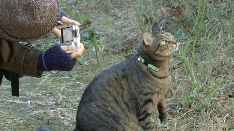 кадр из фильма 私は猫ストーカー