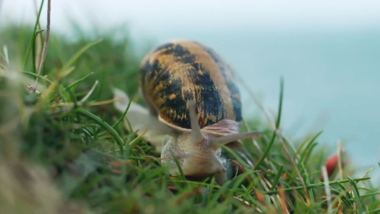 кадр из фильма Escargots, le grand voyage du petit-gris