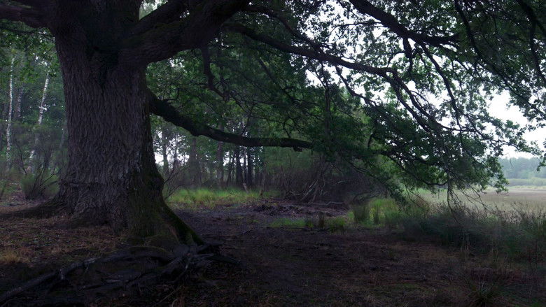 кадр из фильма Le Chêne