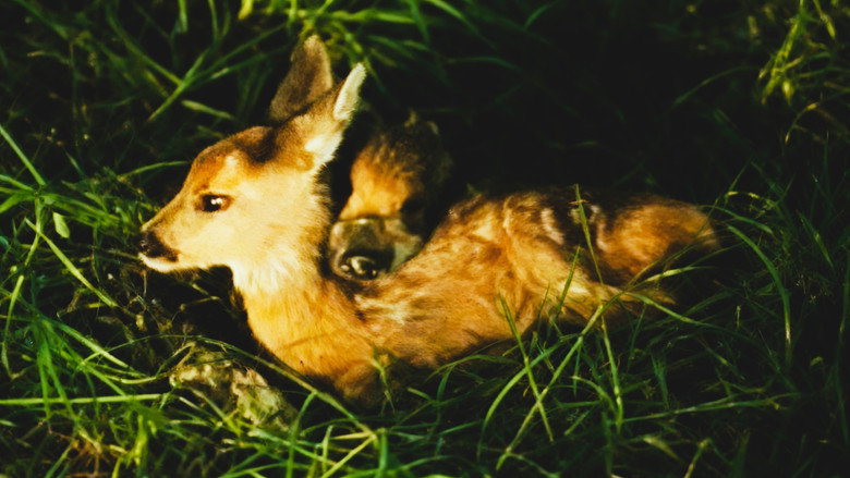 кадр из фильма Svet koji nestaje