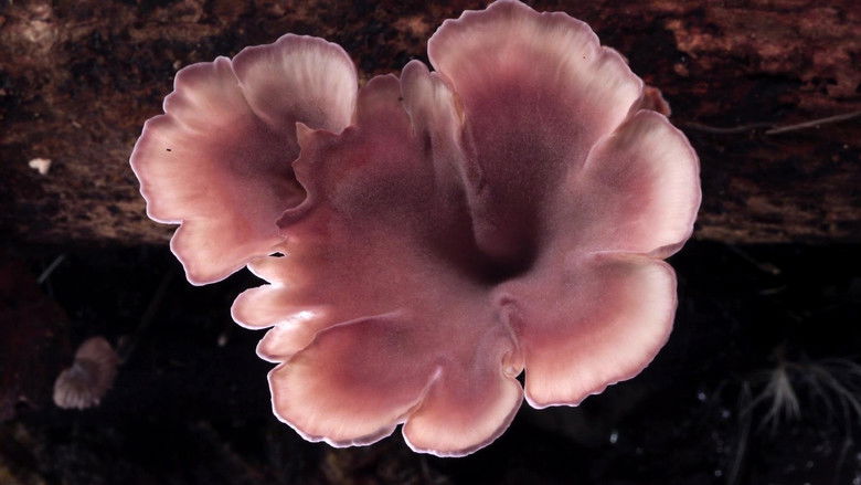 кадр из фильма Тайное царство: Грибы, определившие наш мир