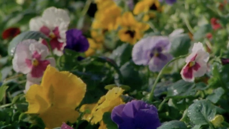 кадр из фильма Late Bloomers