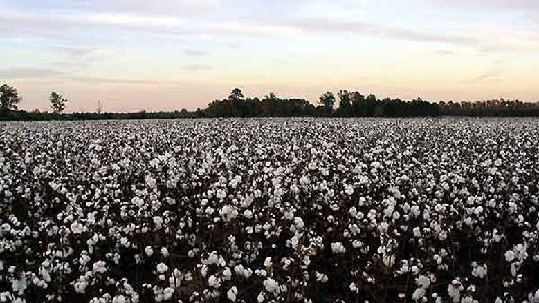 кадр из фильма Daddy, Daddy USA