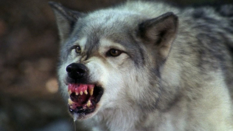 кадр из фильма Night of the Wolf