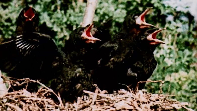 кадр из фильма Gyöngyvirágtól lombhullásig