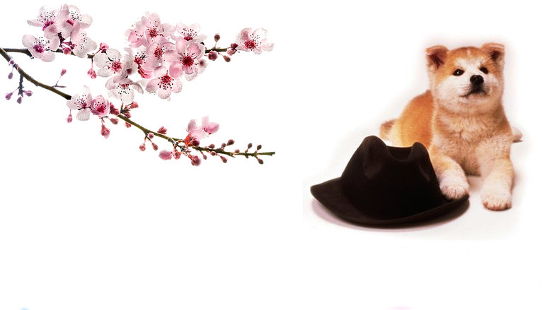 кадр из фильма История Хатико