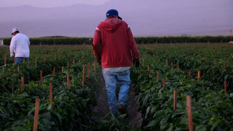 кадр из фильма Jornalero