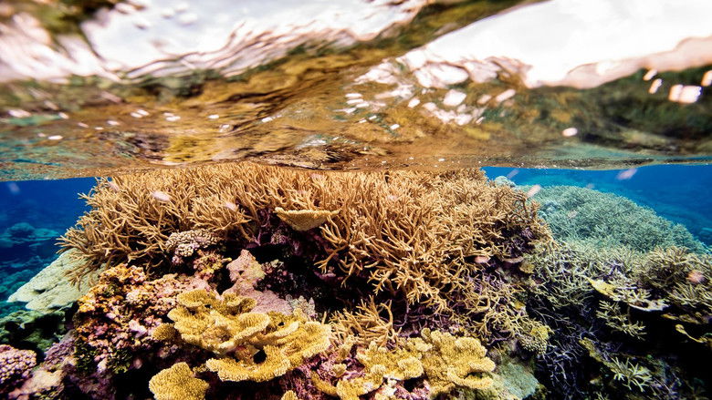 кадр из фильма Ocean Paradise