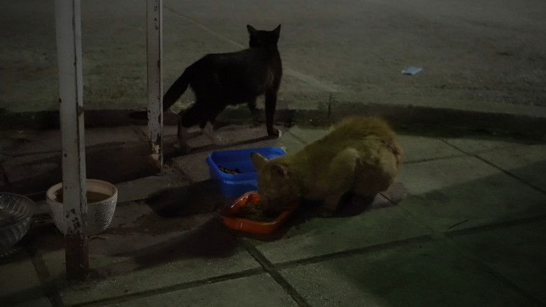 кадр из фильма Ψάχνοντας τους Γατανθρώπους