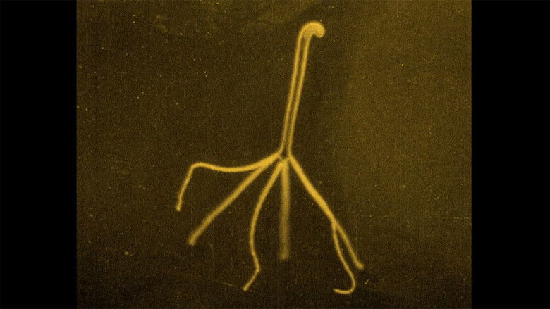 кадр из фильма Sîpo phantasma