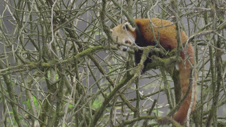 кадр из фильма Red Panda: World's Cutest Animal