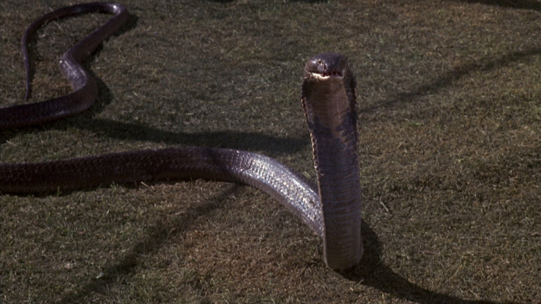 кадр из фильма Ссссссс