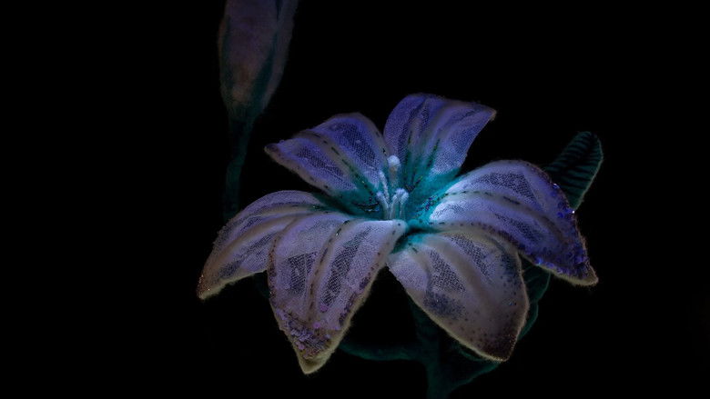 кадр из фильма Testigo Del Viento