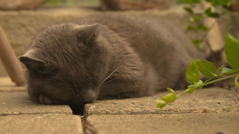 кадр из фильма Wilde Miezen - Katzen allein unterwegs