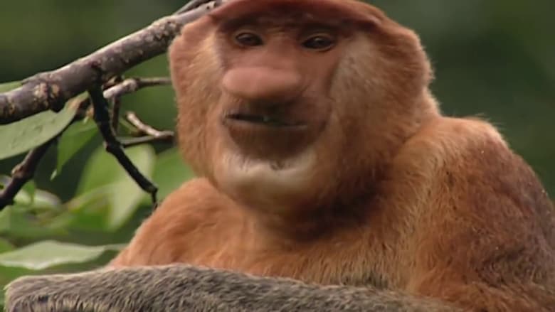 кадр из фильма Clown of the Jungle: The Proboscis Monkey of Borneo