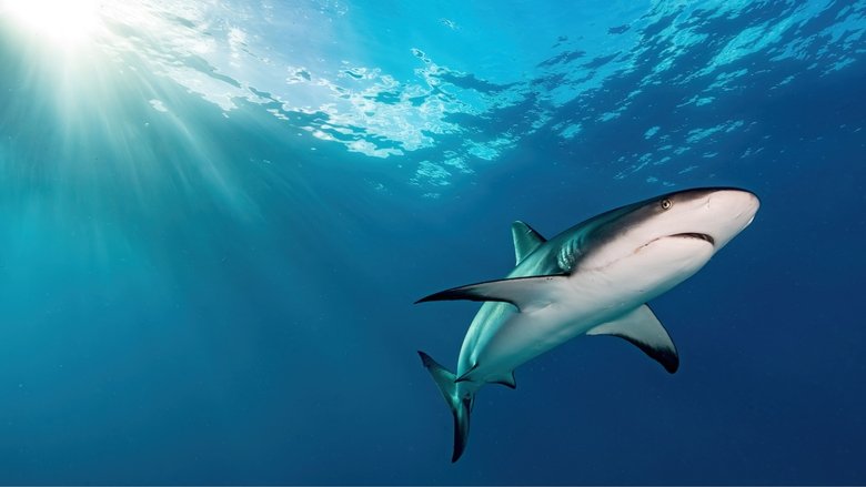 кадр из фильма Океаны