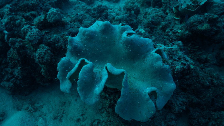 кадр из фильма Great Barrier Reef 4K