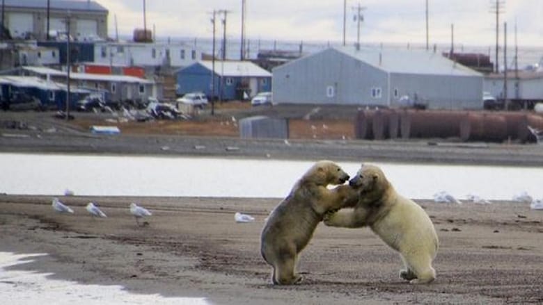 кадр из фильма The Great Polar Bear Feast