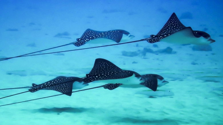 кадр из фильма South America Untamed