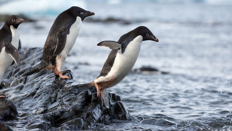 кадр из фильма Penguins