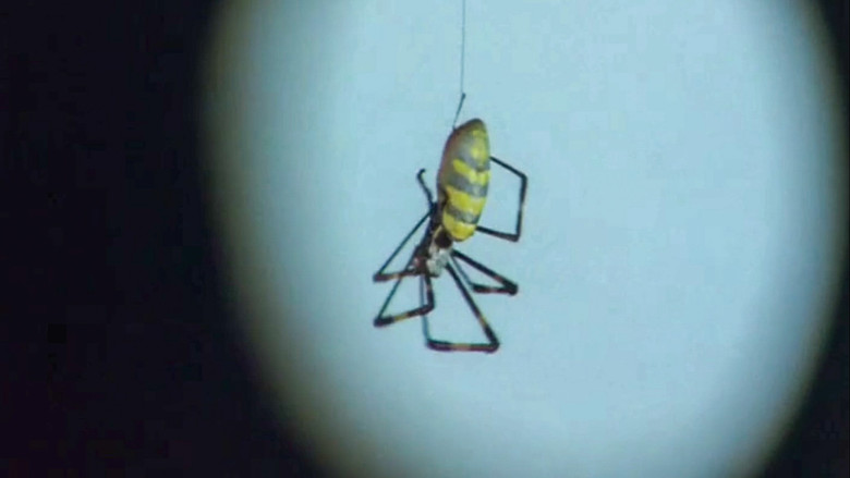 кадр из фильма Дневник медсестры: Полуденный зверь