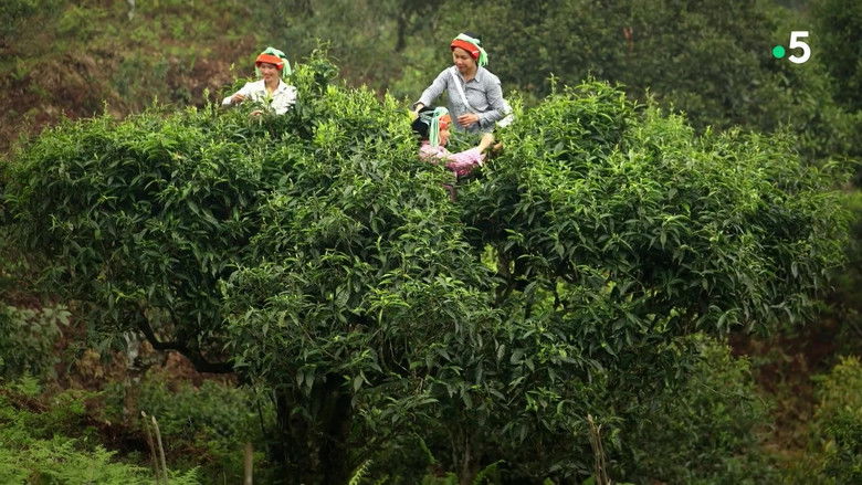 кадр из фильма Les Maîtres du thé