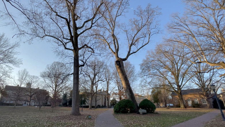 кадр из фильма Davy Wallace