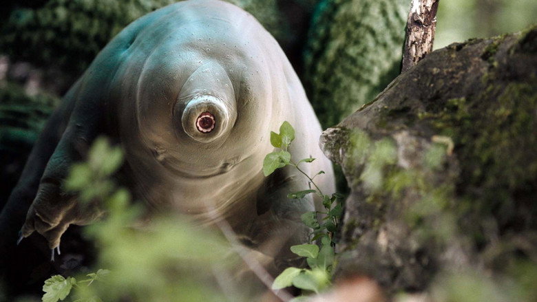 кадр из фильма Tardigrade, l'animal indestructible