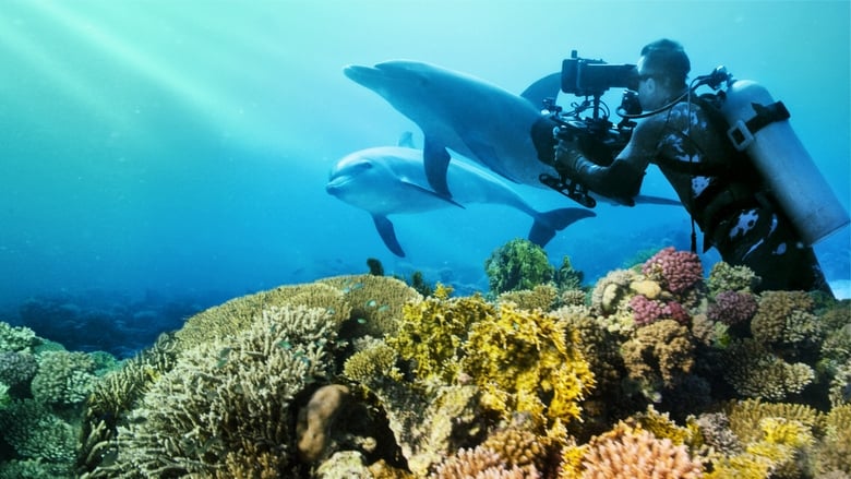 кадр из фильма Diving with Dolphins