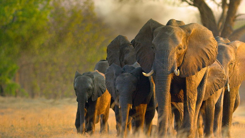 кадр из фильма In the Footsteps of Elephant