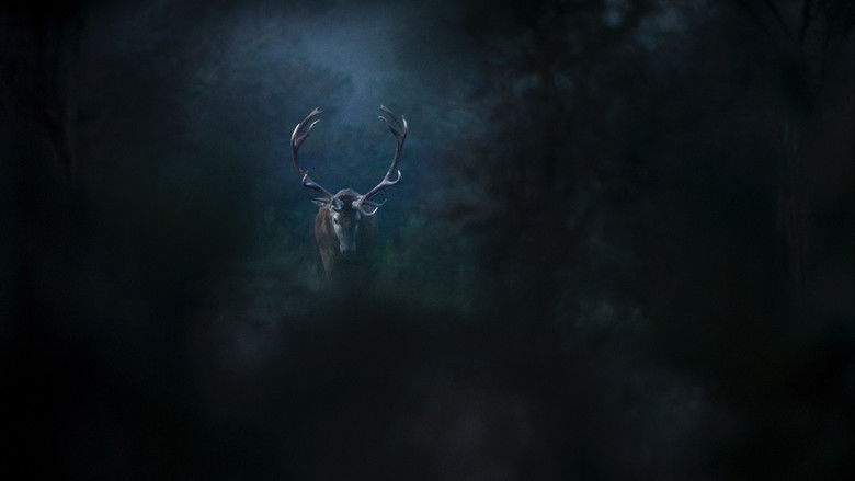 кадр из фильма Le chant des forêts