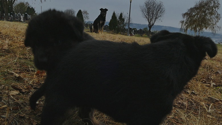 кадр из фильма Призори из живота џукца