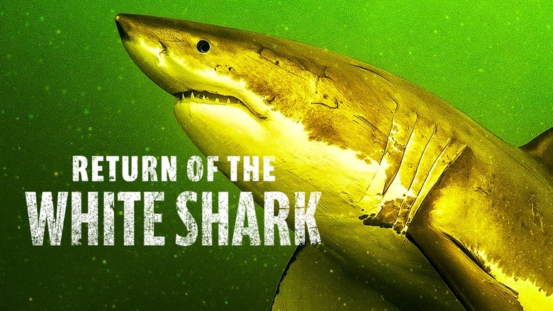 кадр из фильма Возвращение белой акулы