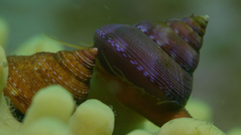 кадр из фильма Shells: Shaped by Nature