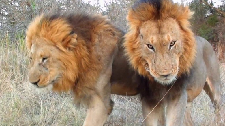 кадр из фильма Cecil: The Legacy of a King