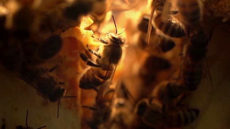 кадр из фильма Une passion d'or et de feu