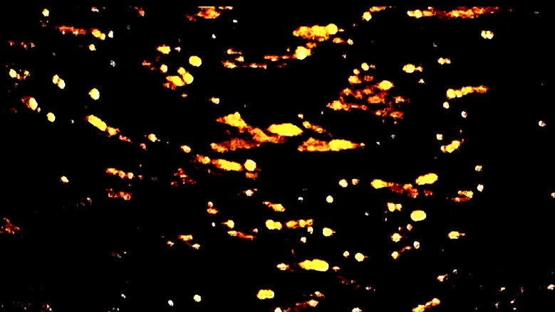 кадр из фильма Cinco ensayos de cámara de un Solsticio