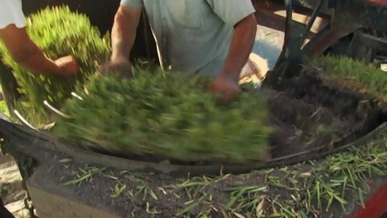 кадр из фильма Gimme Green