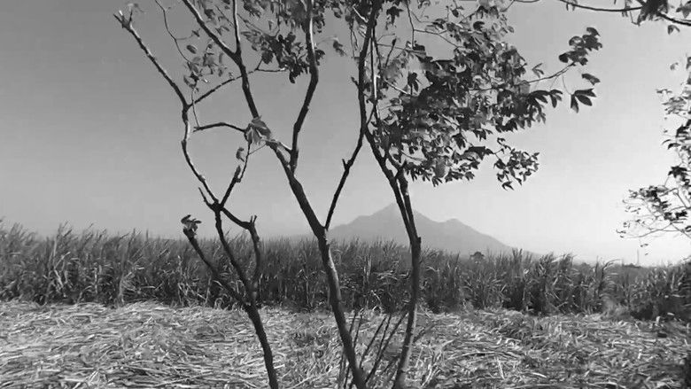 кадр из фильма Peta Gula