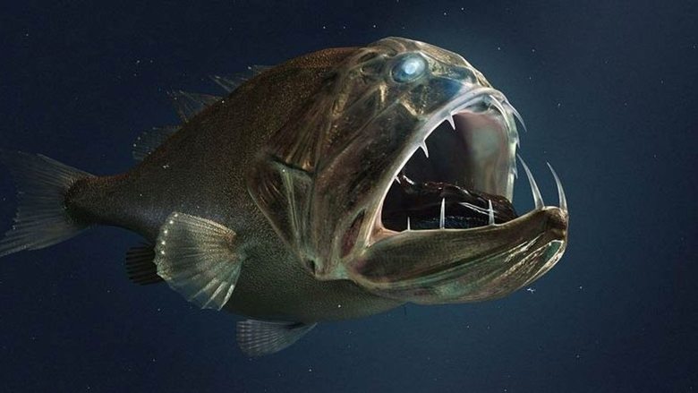 кадр из фильма Extreme der Tiefsee - Abysses