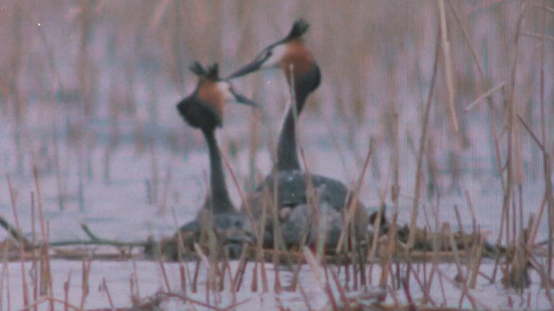 кадр из фильма Pohjoisten metsien äänet