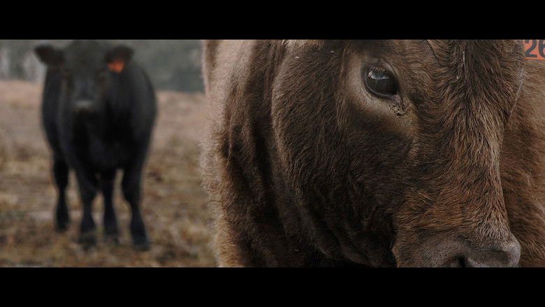 кадр из фильма With the Cattle