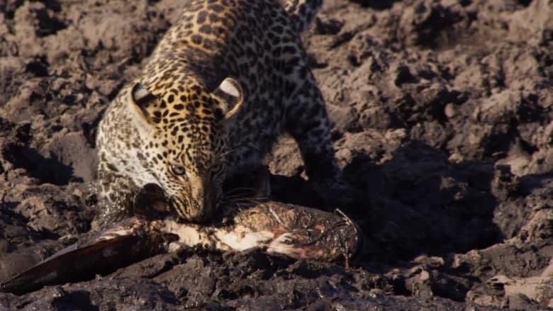 кадр из фильма Africa's Fishing Leopards