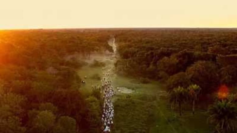 кадр из фильма Pantanal: A Boa Inocência de Nossas Origens